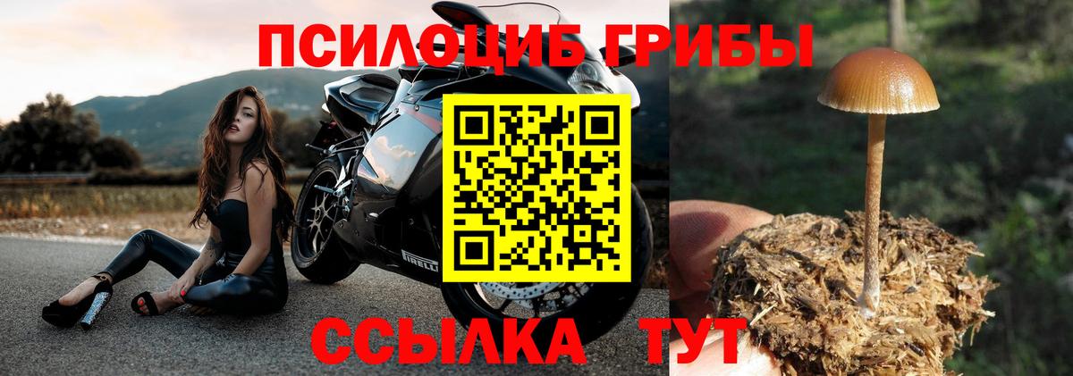 Псилоцибиновые грибы Psilocybine cubensis Каменка